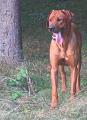junior (10)